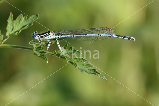 Blauwe breedscheenjuffer (Platycnemis pennipes)