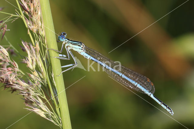 White-legged Damselfly (Platycnemis pennipes)