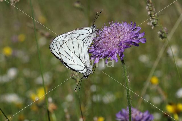 Groot geaderd witje (Aporia crataegi)