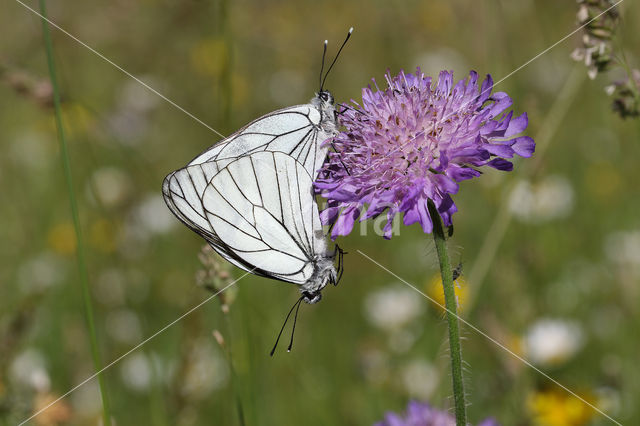 Groot geaderd witje (Aporia crataegi)