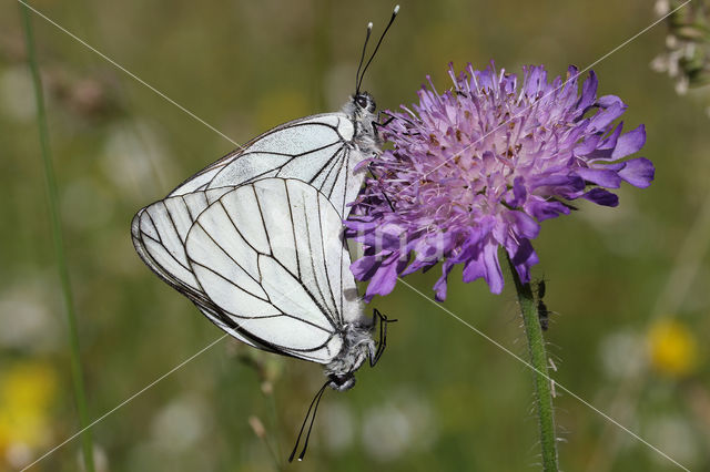 Groot geaderd witje (Aporia crataegi)