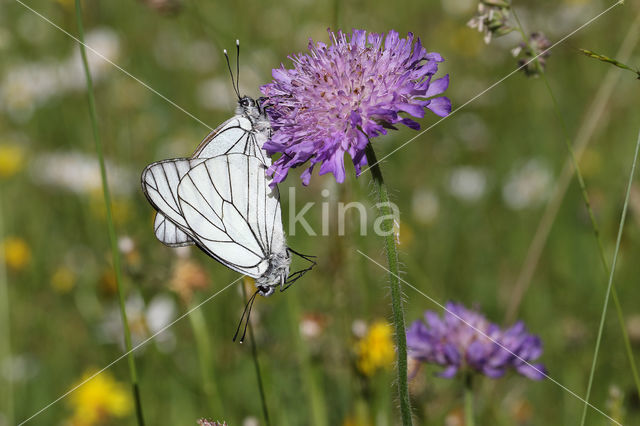 Groot geaderd witje (Aporia crataegi)