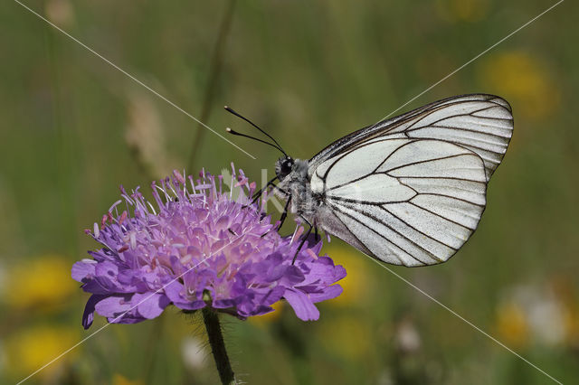 Groot geaderd witje (Aporia crataegi)