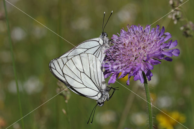 Groot geaderd witje (Aporia crataegi)