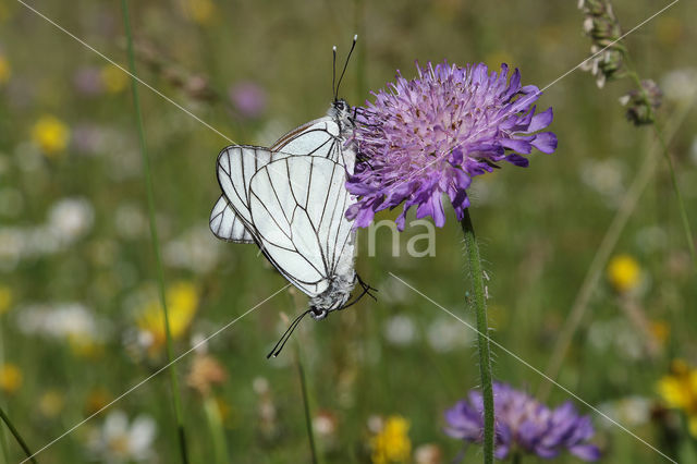 Black-veined White (Aporia crataegi)