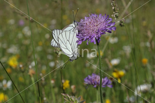 Groot geaderd witje (Aporia crataegi)