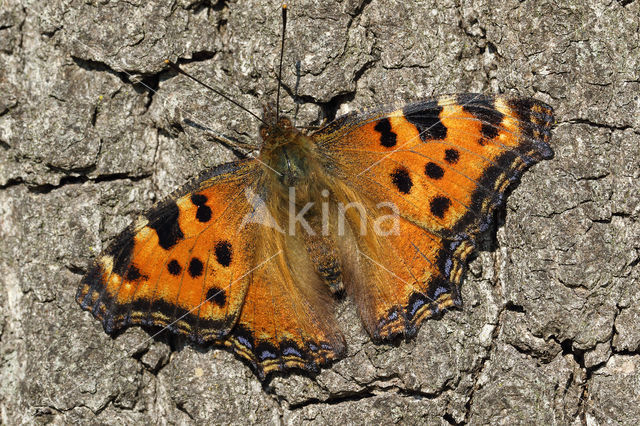 Grote vos (Nymphalis polychloros)