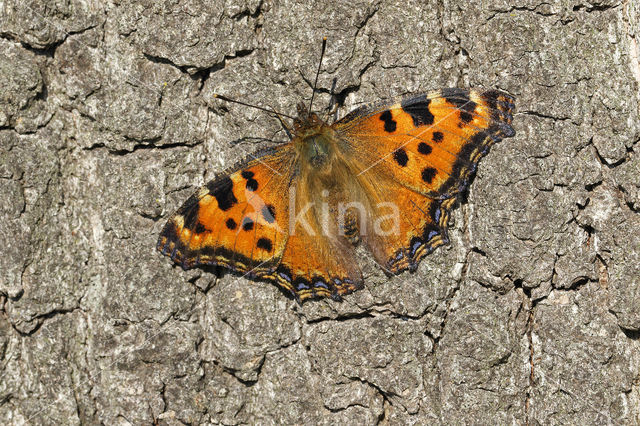 Grote vos (Nymphalis polychloros)