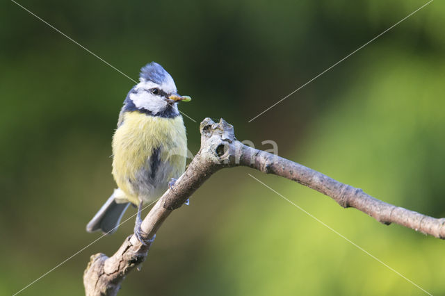 Blue Tit (Parus caeruleus)