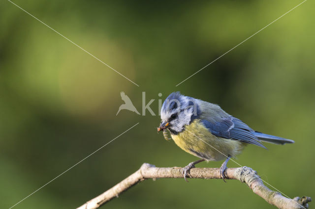 Blue Tit (Parus caeruleus)