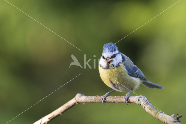 Blue Tit (Parus caeruleus)