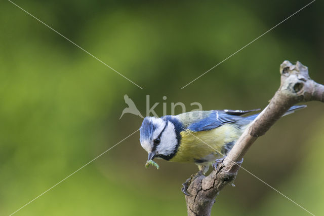 Blue Tit (Parus caeruleus)