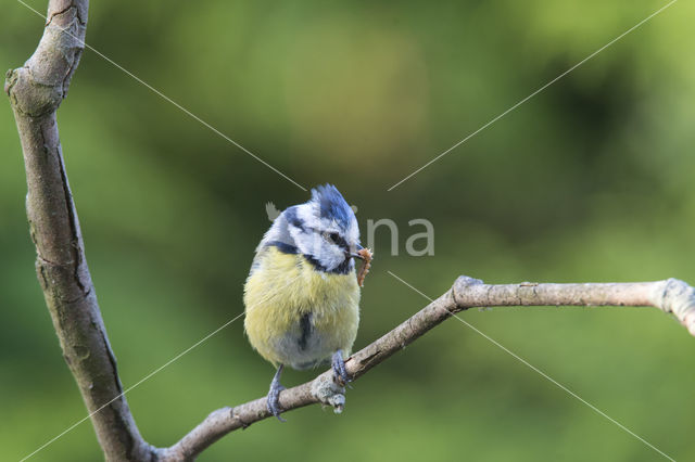 Blue Tit (Parus caeruleus)