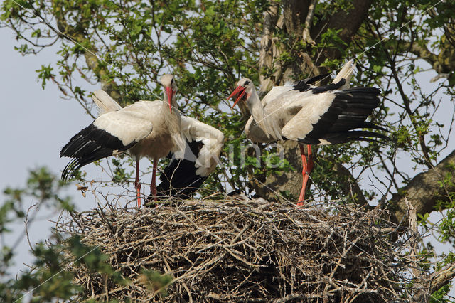 White Stork (Ciconia ciconia)