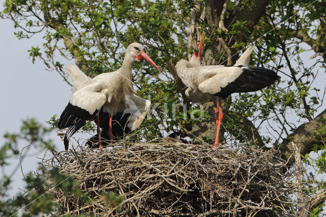 White Stork (Ciconia ciconia)