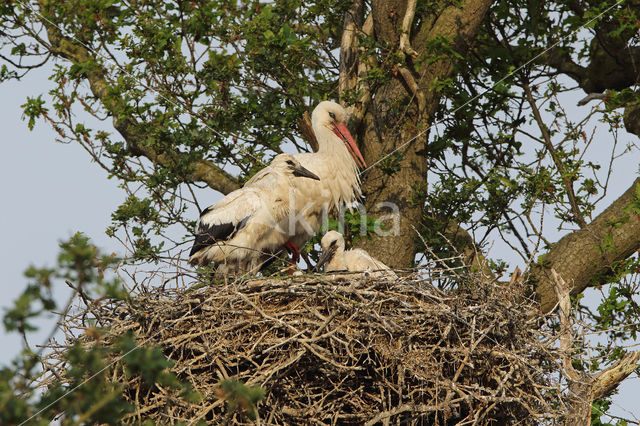 White Stork (Ciconia ciconia)