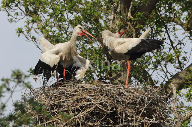 White Stork (Ciconia ciconia)