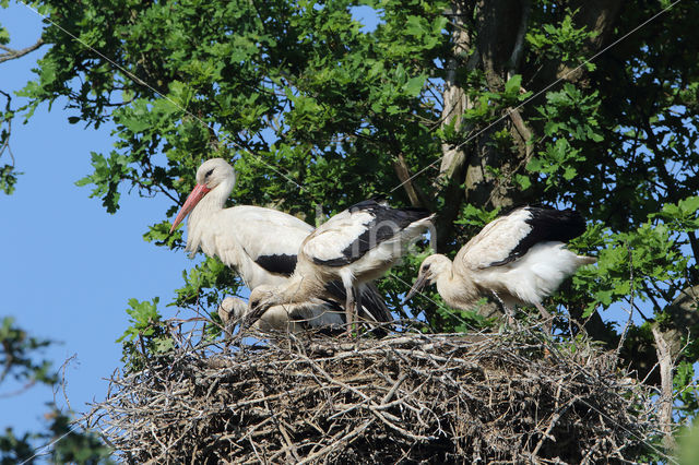 White Stork (Ciconia ciconia)