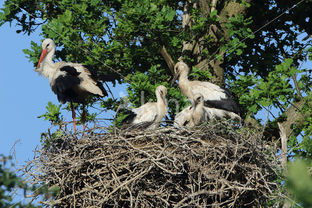 White Stork (Ciconia ciconia)