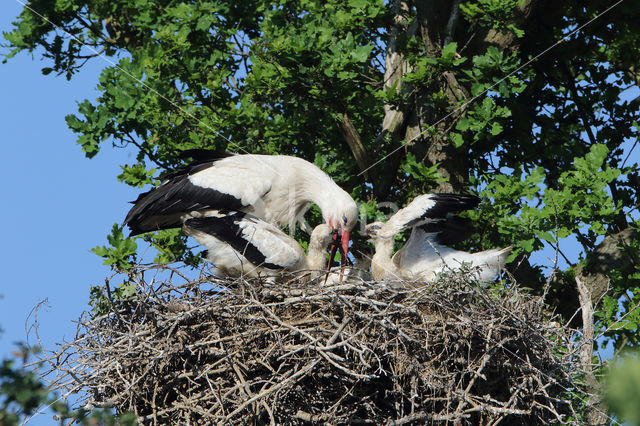 White Stork (Ciconia ciconia)