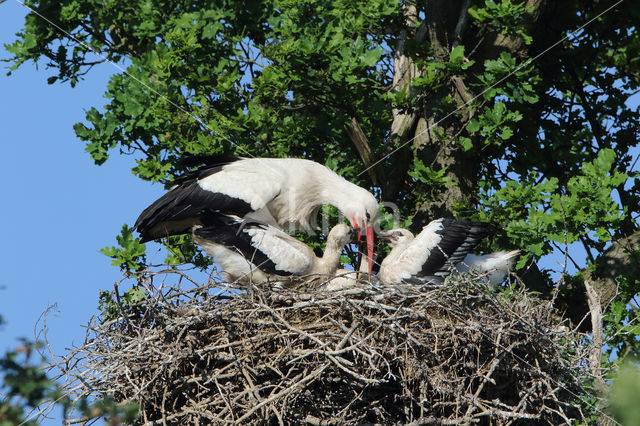 White Stork (Ciconia ciconia)