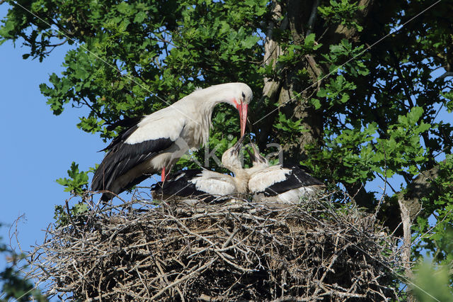 White Stork (Ciconia ciconia)