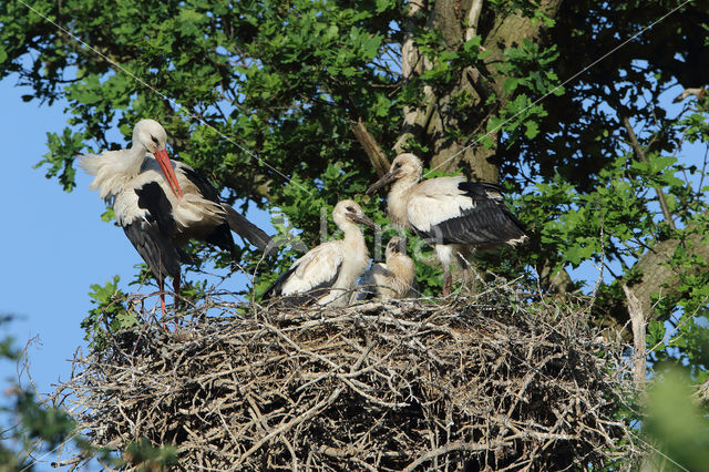 White Stork (Ciconia ciconia)