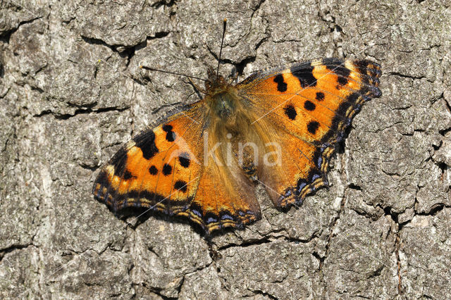 Grote vos (Nymphalis polychloros)