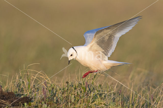 Ross's gull (Rhodostethia rosea)