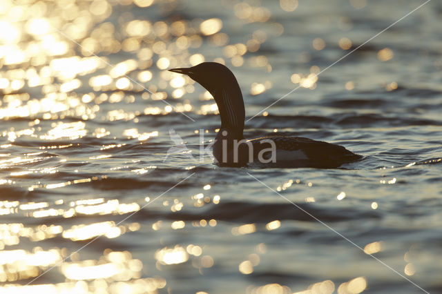 Arctic Loon