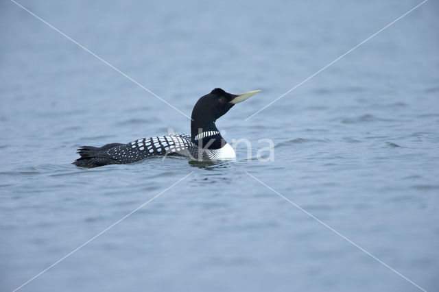 Yellow-billed Loon