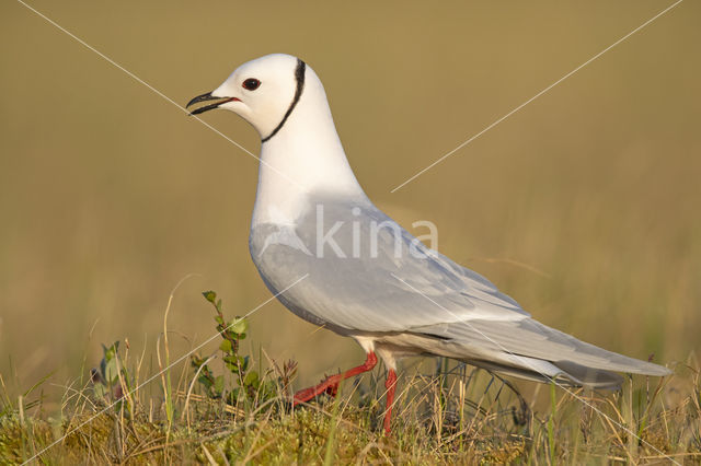 Ross's gull (Rhodostethia rosea)