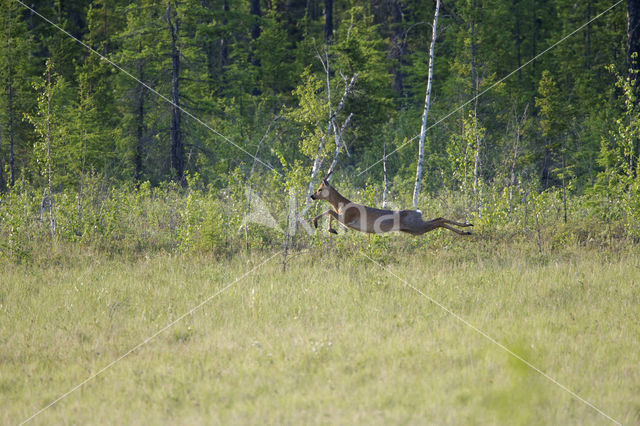 Roe Deer (Capreolus capreolus)