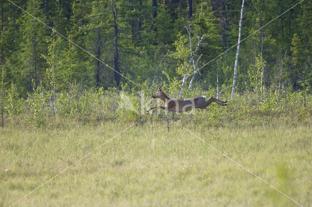 Roe Deer (Capreolus capreolus)