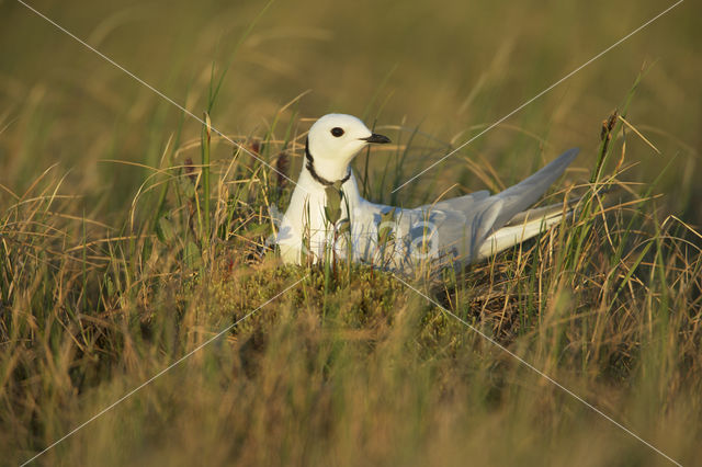 Ross's gull (Rhodostethia rosea)