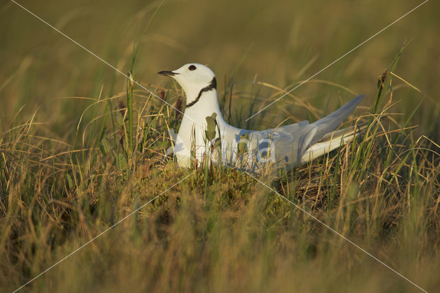 Ross's gull (Rhodostethia rosea)