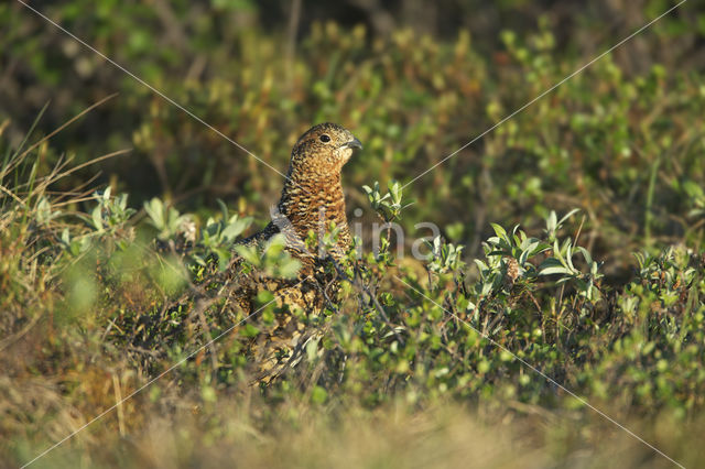 Willow Ptarmigan (Lagopus lagopus)