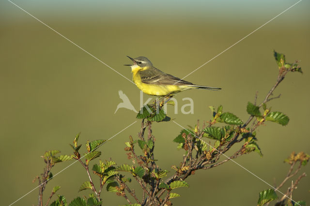 Motacilla flava tschutschensis