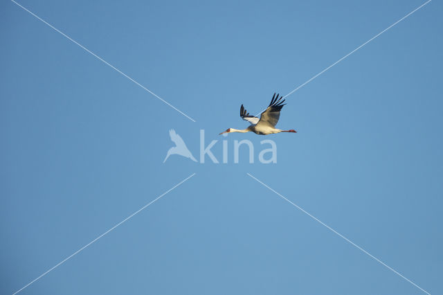 Witte Kraanvogel (Grus leucogeranus)