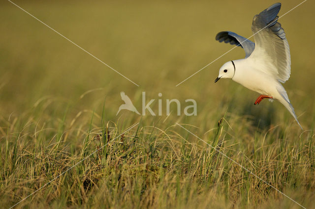 Ross's gull (Rhodostethia rosea)