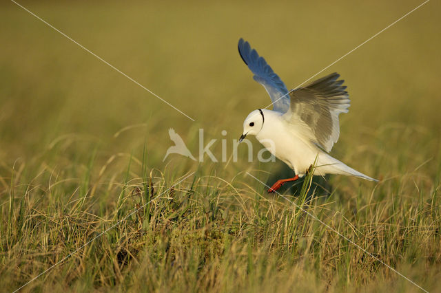 Ross's gull (Rhodostethia rosea)