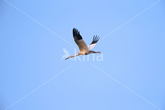 Witte Kraanvogel (Grus leucogeranus)