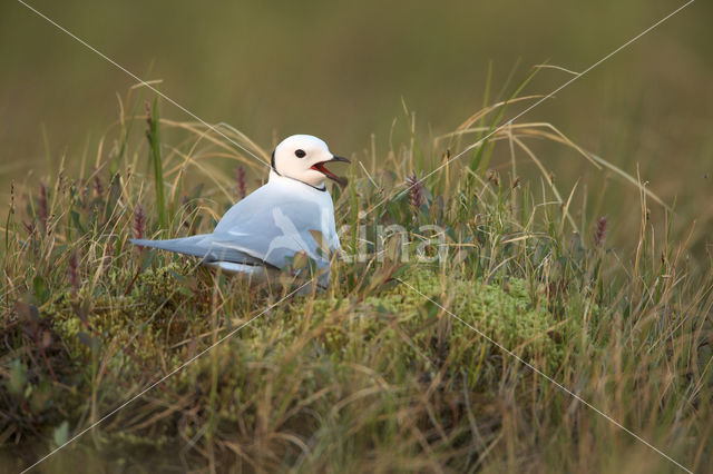 Ross's gull (Rhodostethia rosea)