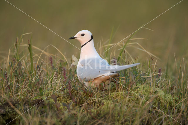 Ross's gull (Rhodostethia rosea)