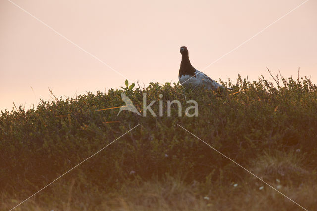 Willow Ptarmigan (Lagopus lagopus)