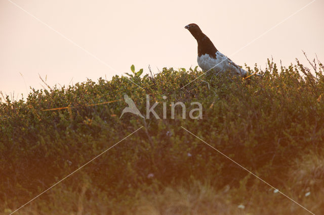 Willow Ptarmigan (Lagopus lagopus)