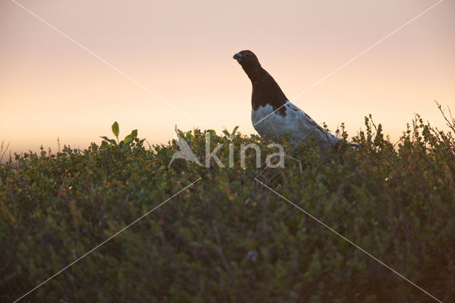 Willow Ptarmigan (Lagopus lagopus)