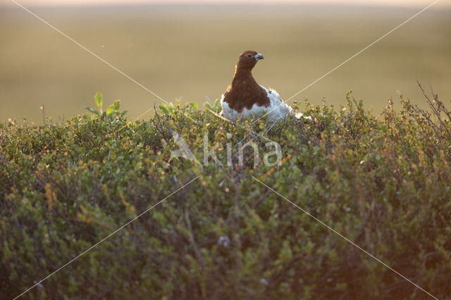 Willow Ptarmigan (Lagopus lagopus)