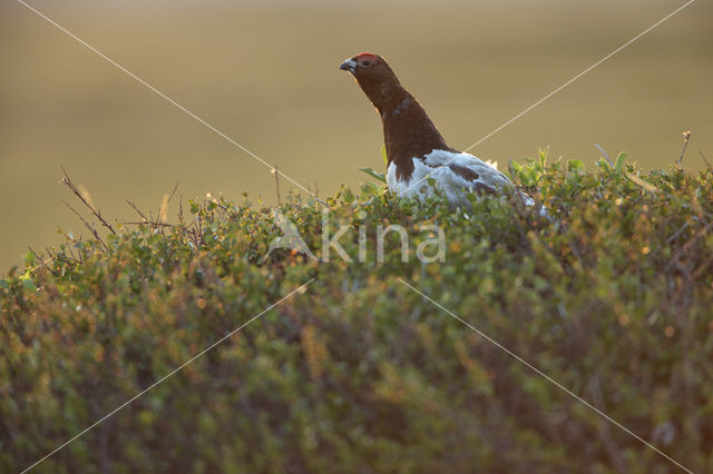 Moerassneeuwhoen (Lagopus lagopus)