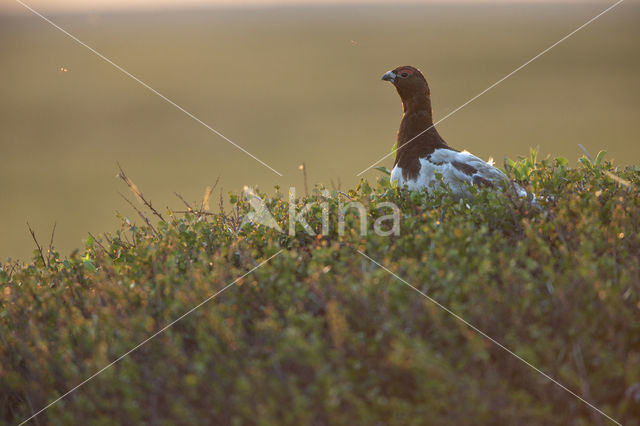Willow Ptarmigan (Lagopus lagopus)